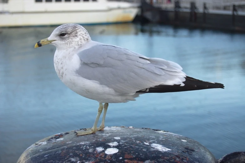 a seagull standing on the edge of a rock by some water