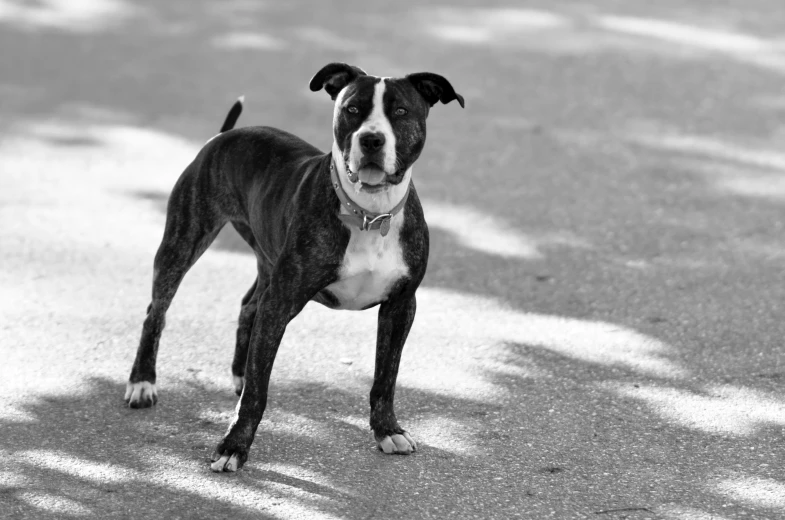 the dog is standing near the empty parking lot