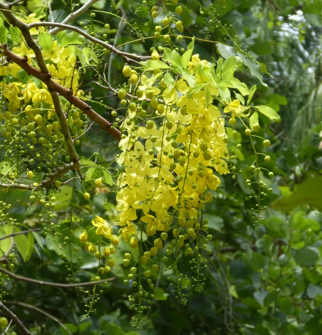 this is a nch with yellow flowers hanging