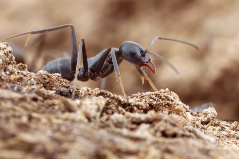 a close up of a ant beetle walking on some dirt