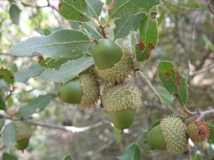 a cluster of green fruits on a tree