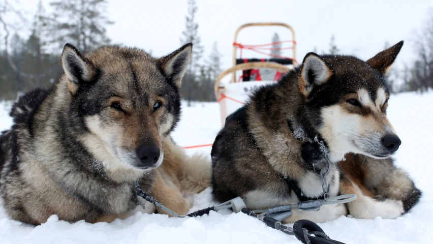 two dogs with collars laying in the snow
