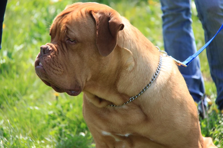 a large brown dog with a metal collar sitting in the grass