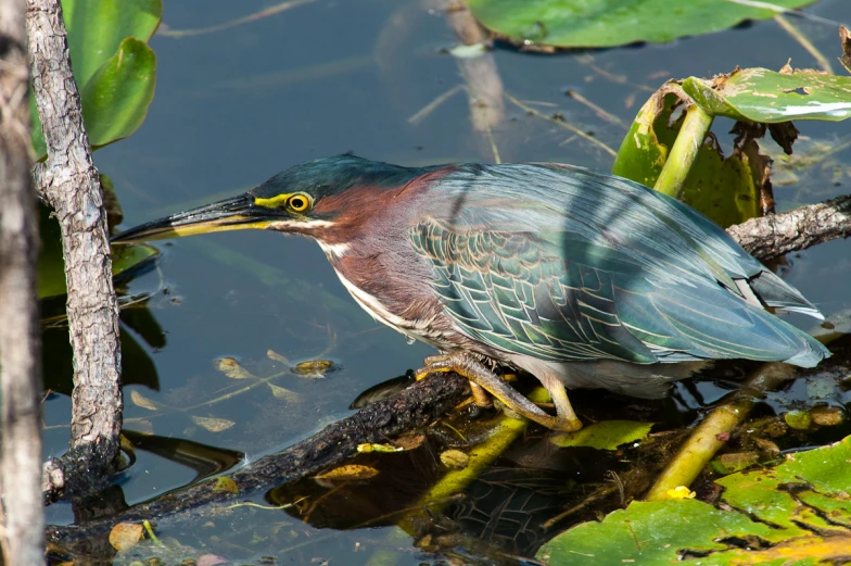 a green and blue bird sitting on a nch in water