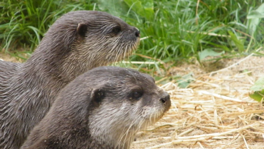 the two wet otters look back as they stand next to each other