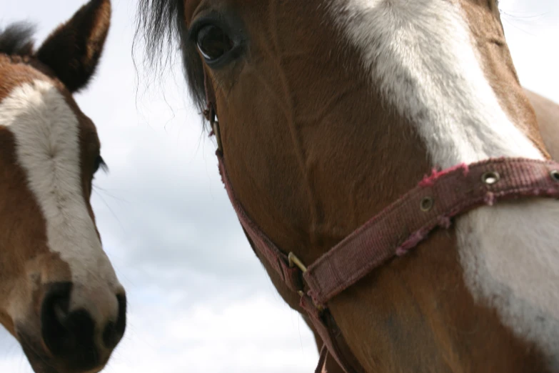 two brown horses facing each other with clouds in the background