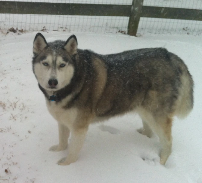 a husky stands in the snow and stares into the camera