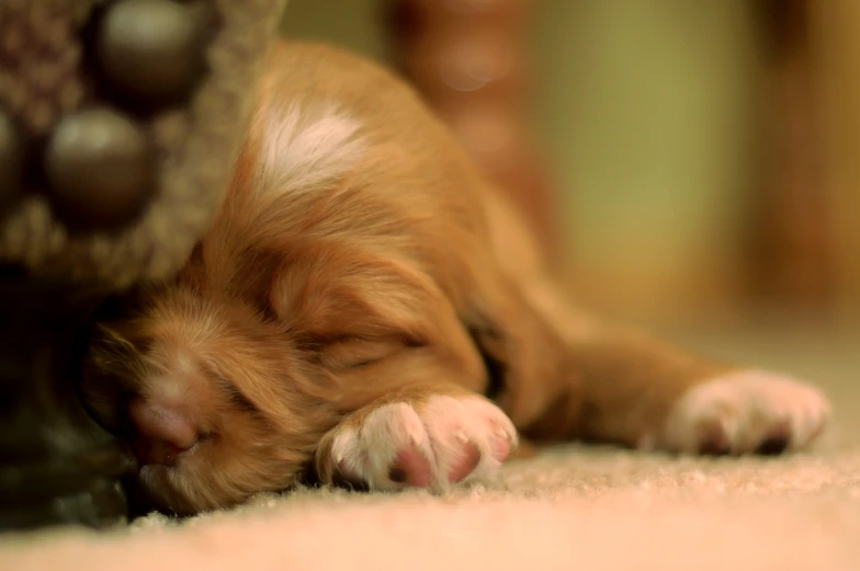 a small dog with it's head laying down on the carpet