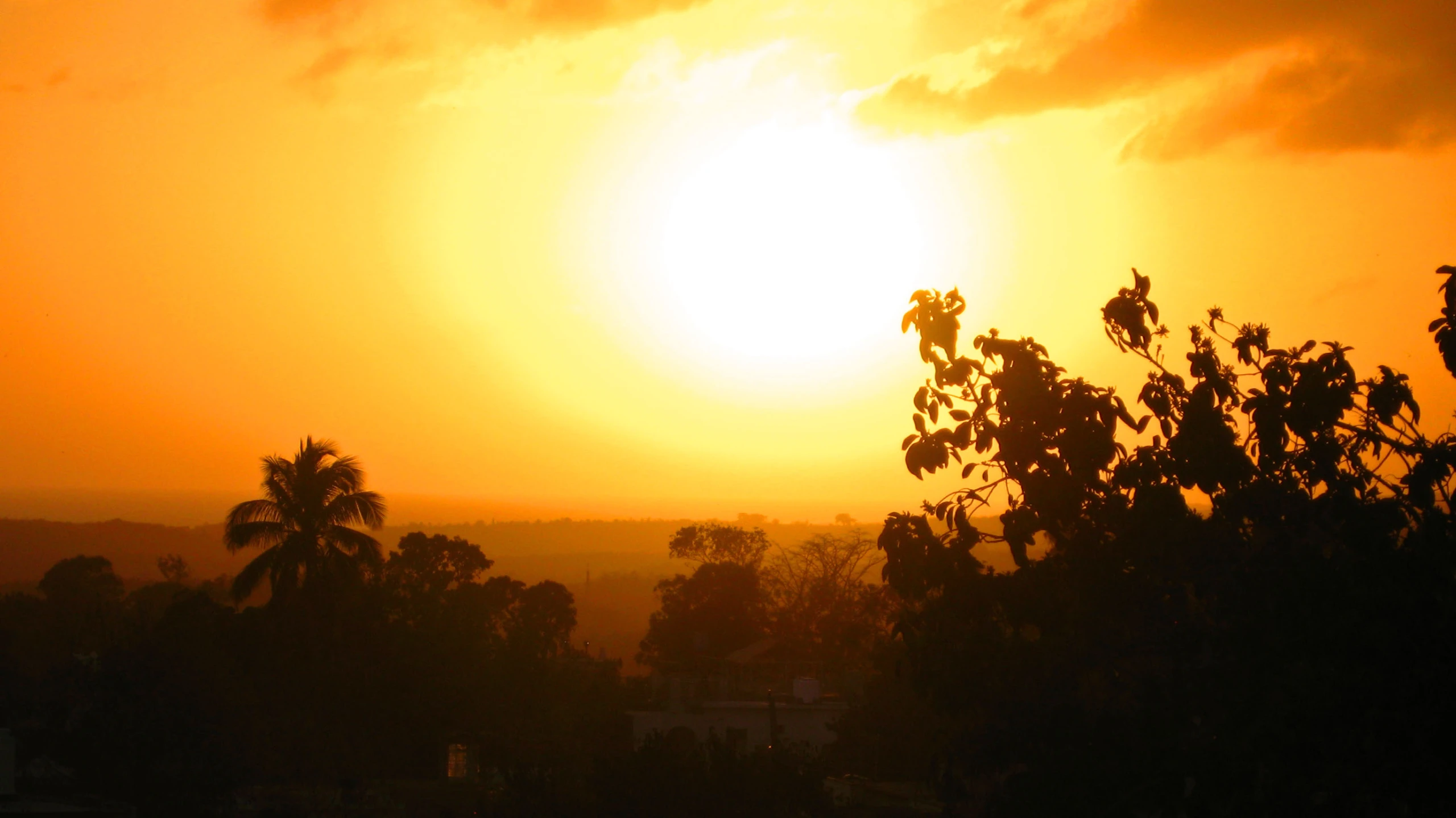 a tree is silhouetted against the setting sun