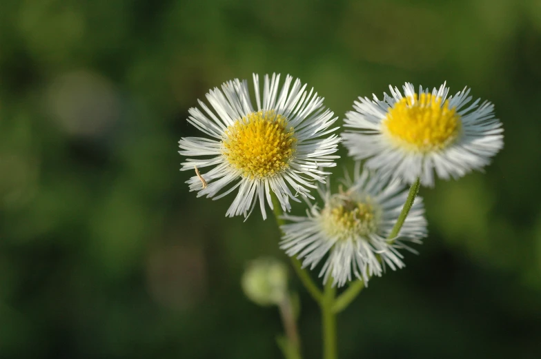 the flowers are all white in color