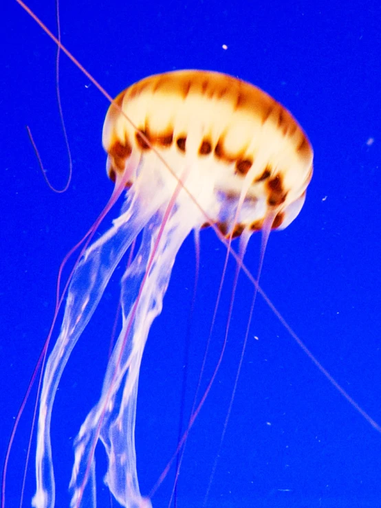 an image of jellyfish under water with a star