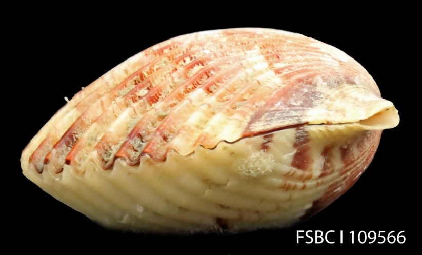 a close up of a seashell with red and white stripes