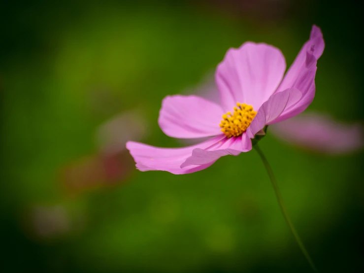 a single pink flower is seen in this pograph