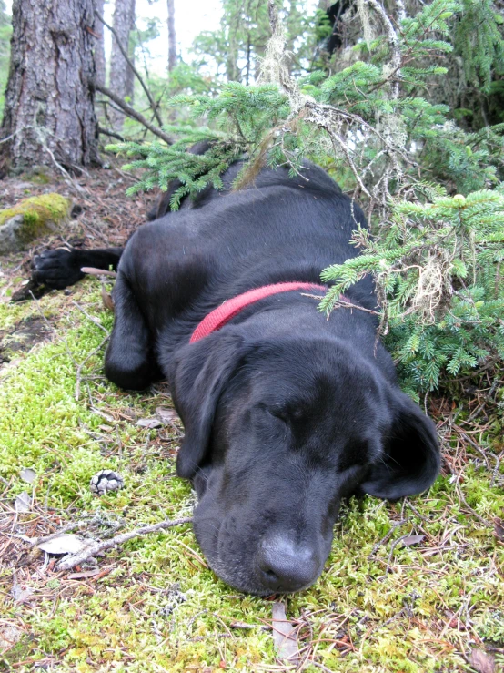 a large black dog laying next to trees