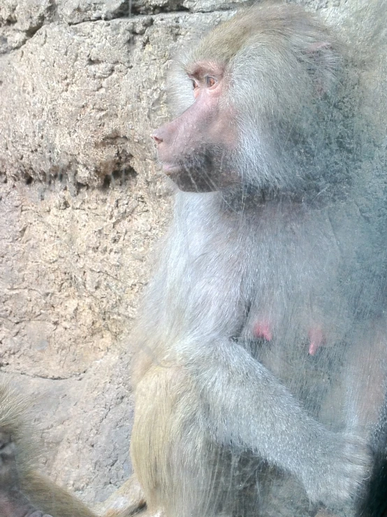 a very big cute gorilla near the wall