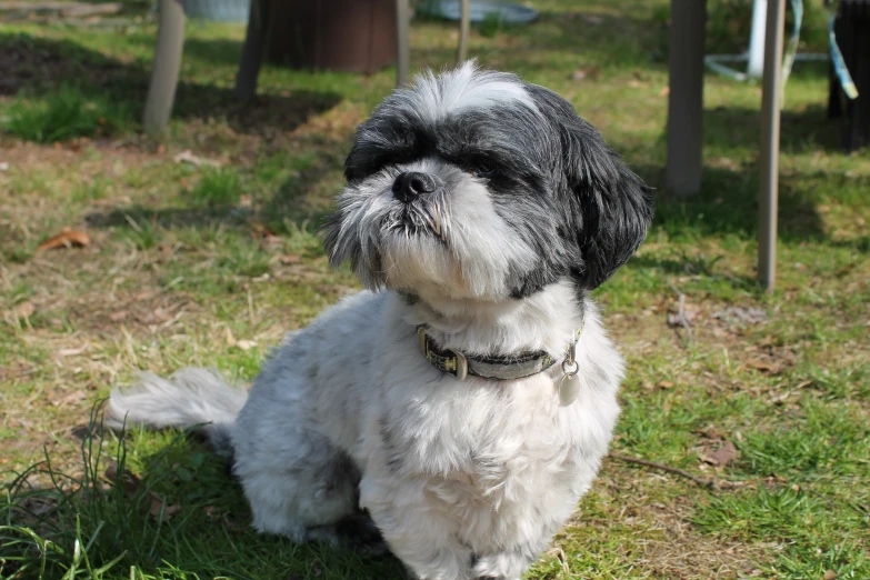 the dog is sitting in the grass near a tree