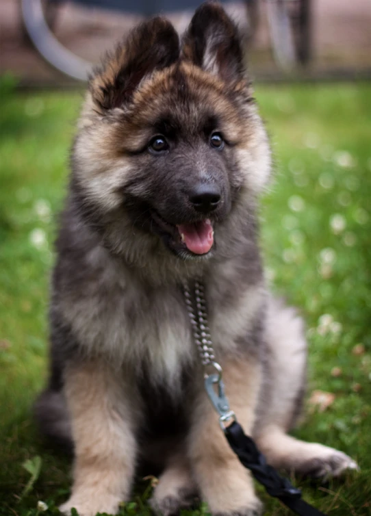 an adorable little dog with a leash on