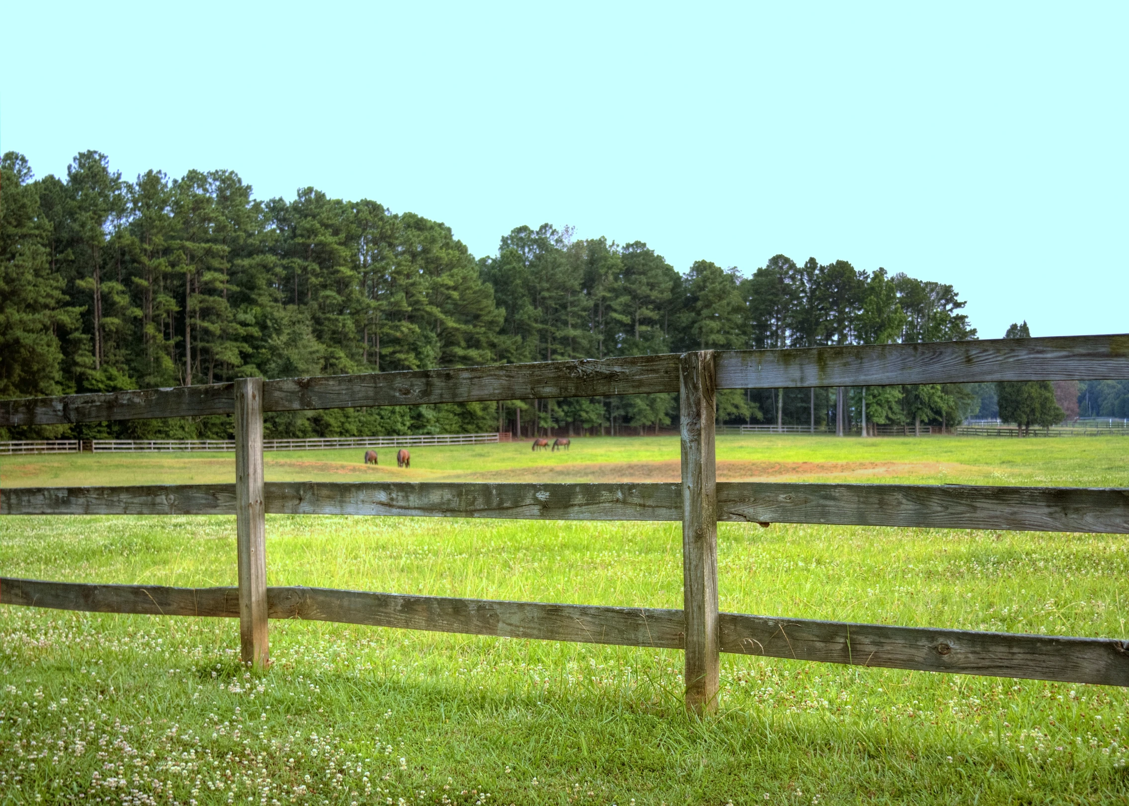 horse grazing in large field behind wooden fence