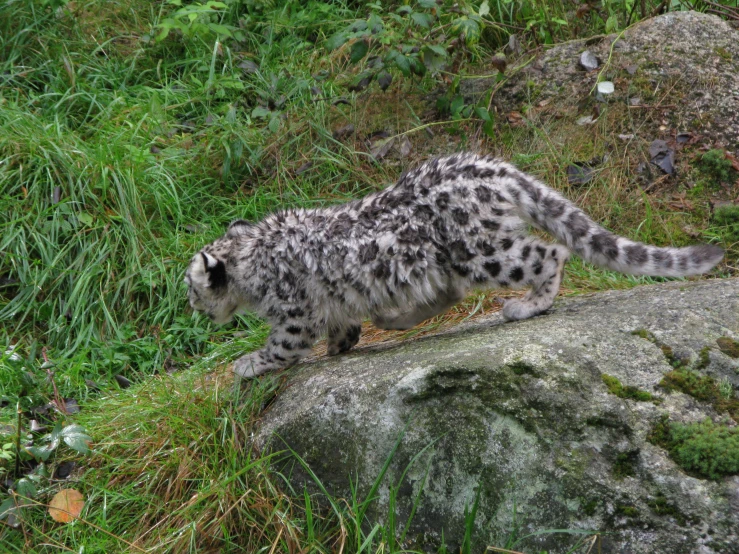 a snow leopard walks along the edge of a mossy rock