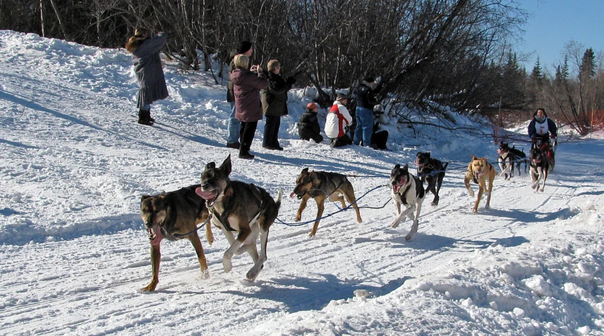 two people being pulled by dogs on the snow