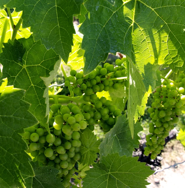 a cluster of gs growing on a green vine