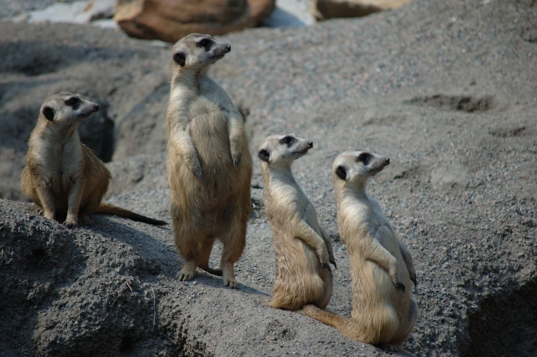 a group of five meerkats standing next to each other