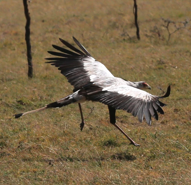 two birds in a grassy field with one bird in the air