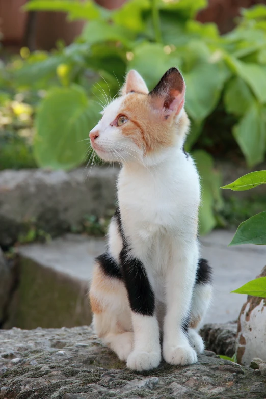 a cat is sitting on a rock outside