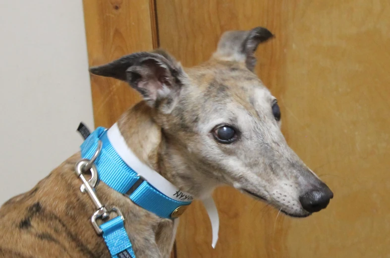 a brown and white dog wearing a blue collar