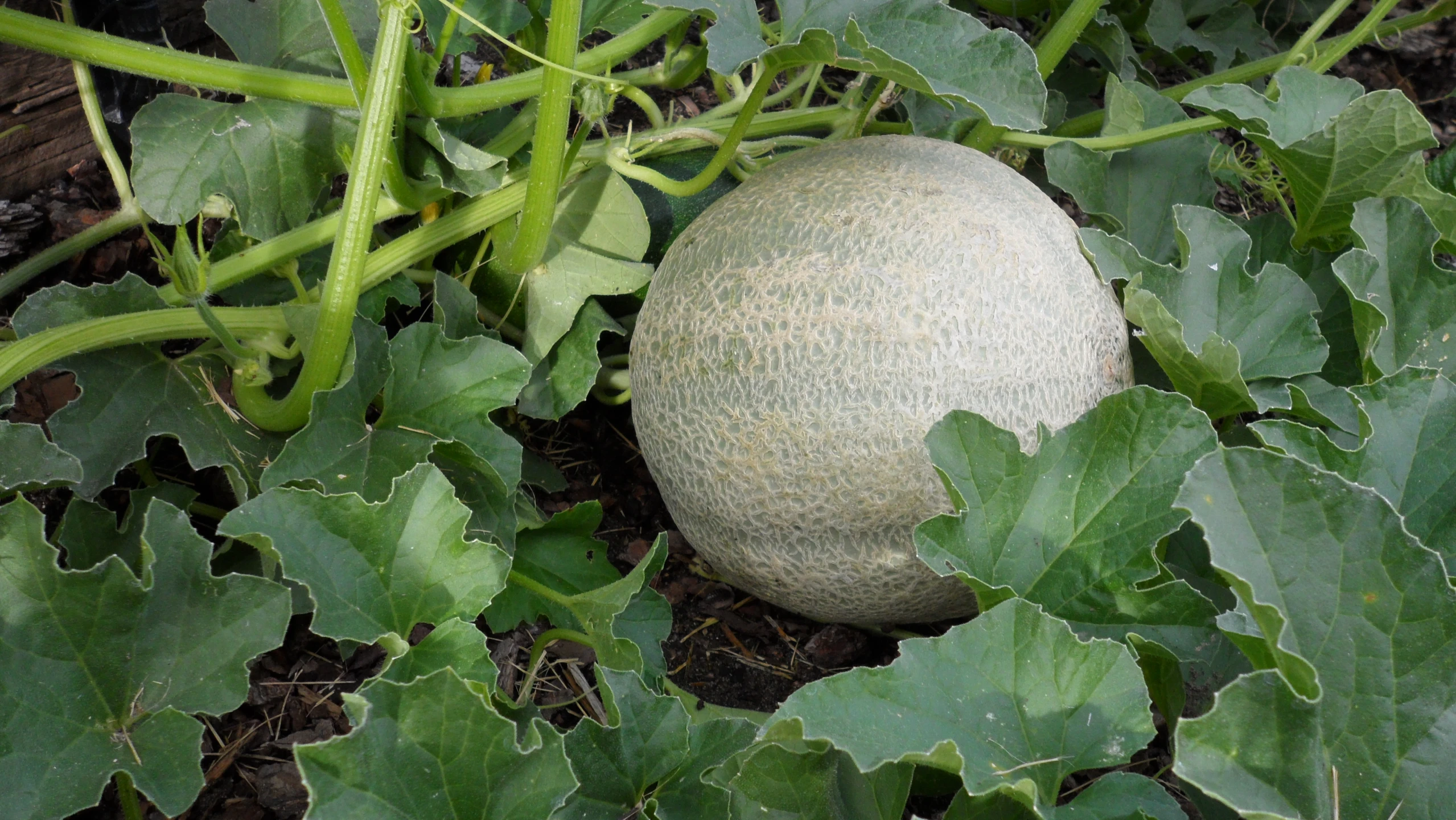 a gourmet item in some leafy greens that is growing