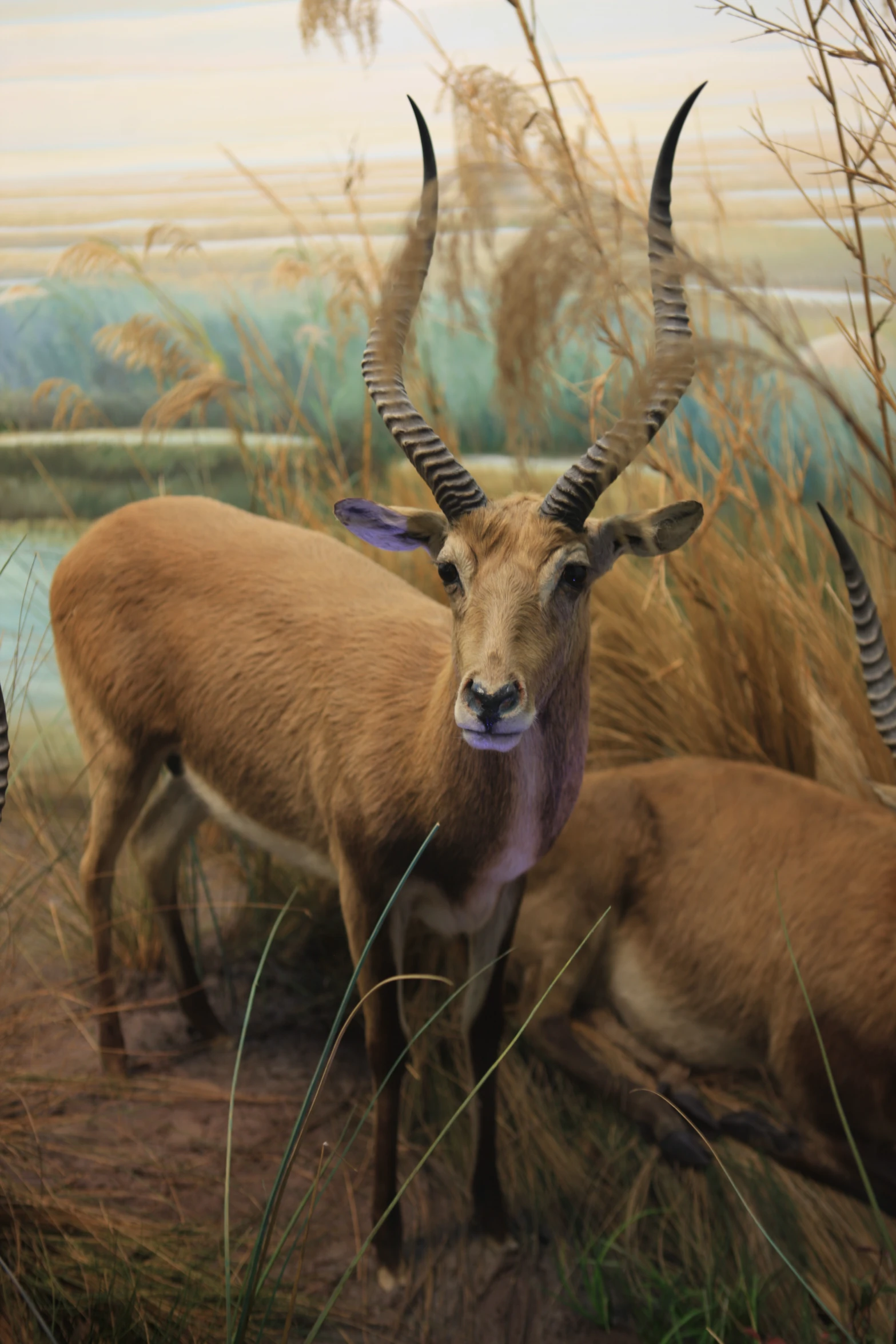 a painting of an antelope and gazelle next to dry grass