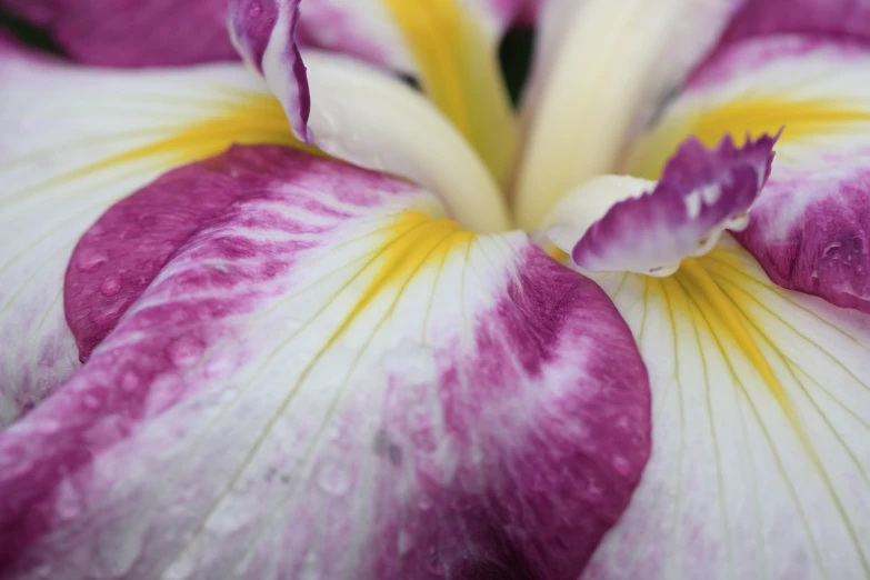 a purple and white flower with yellow stamens