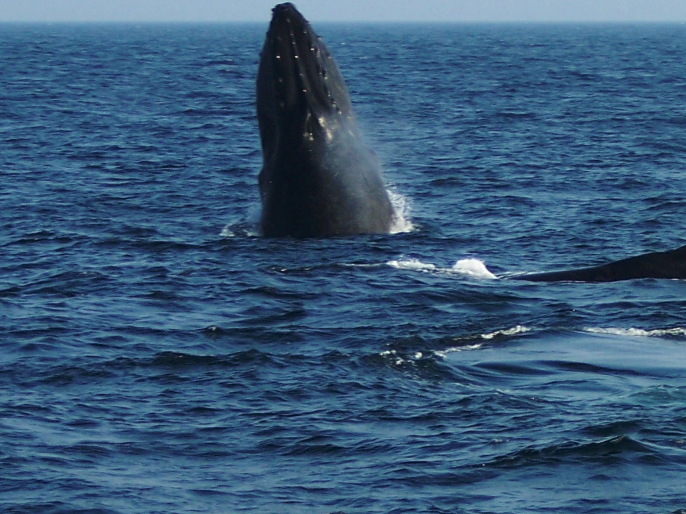 two humpback whales are in the water