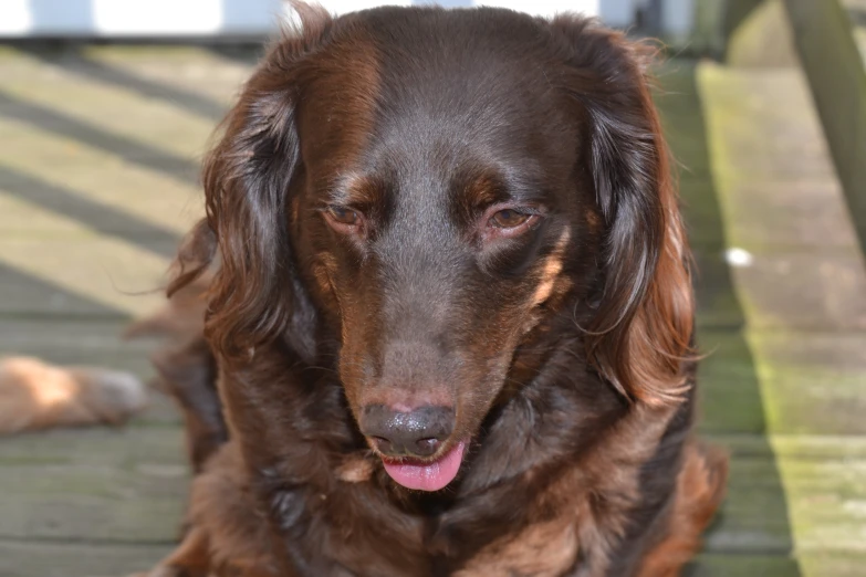 a brown and black dog sitting on a deck near a building