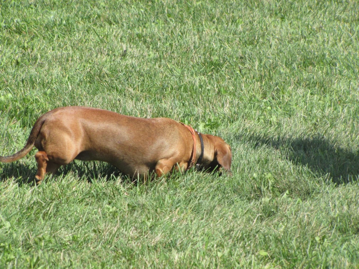 a dog that is grazing in some grass
