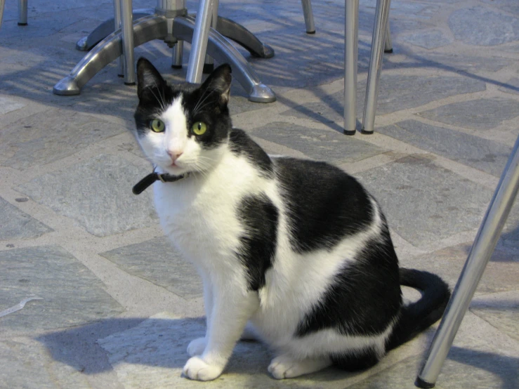 a cat with green eyes sitting on a tile floor