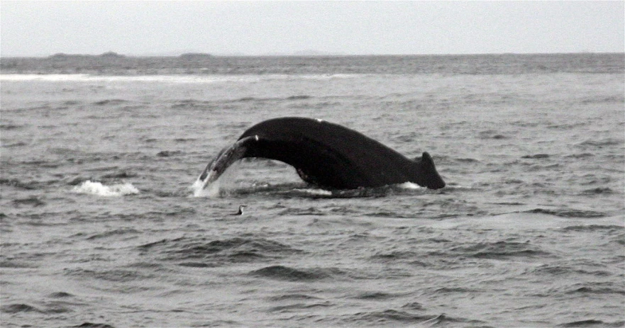 a tail fin diving out of the water