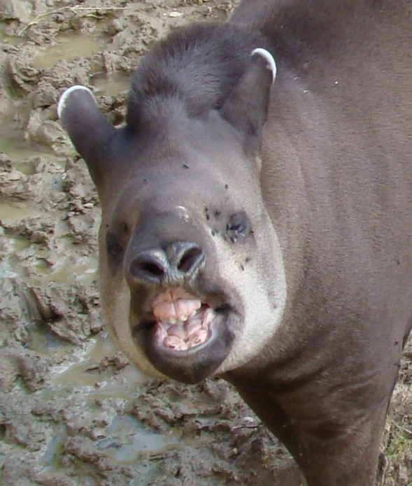 the baby boar is sticking out his tongue to greet us