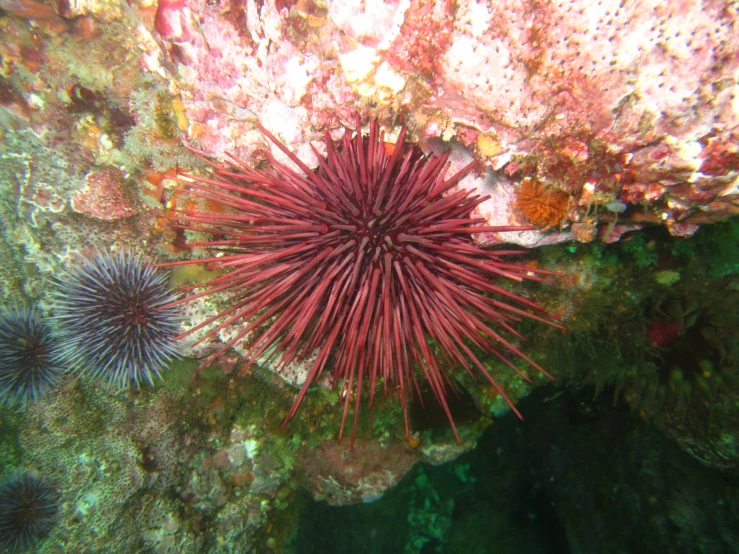 a starfish is seen from above while swimming