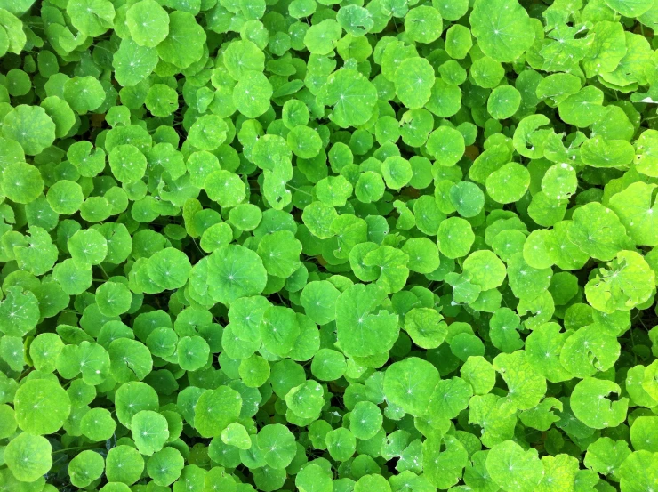 green clover plant with drops of dew