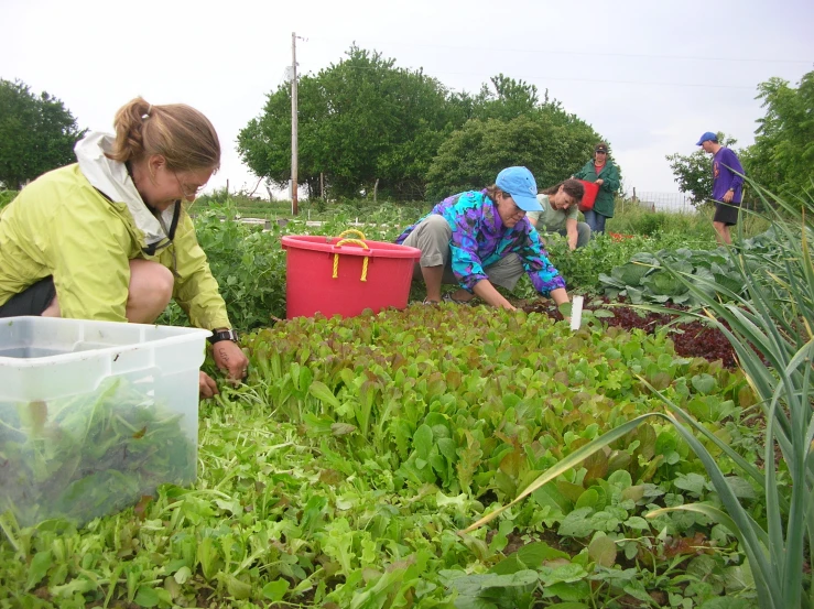 several people work in the garden and transplant plants