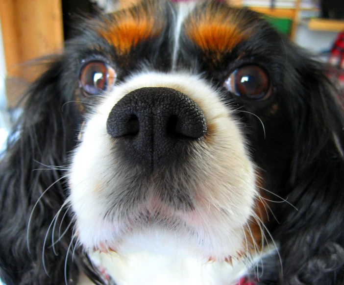 close up of the nose and head of a dog with a white background