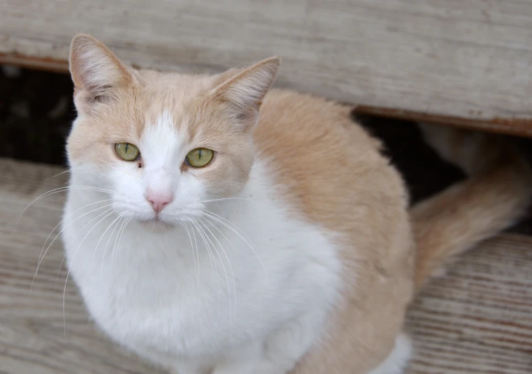 an orange and white cat is sitting on the steps