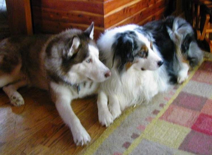 a couple of dogs that are laying on the ground