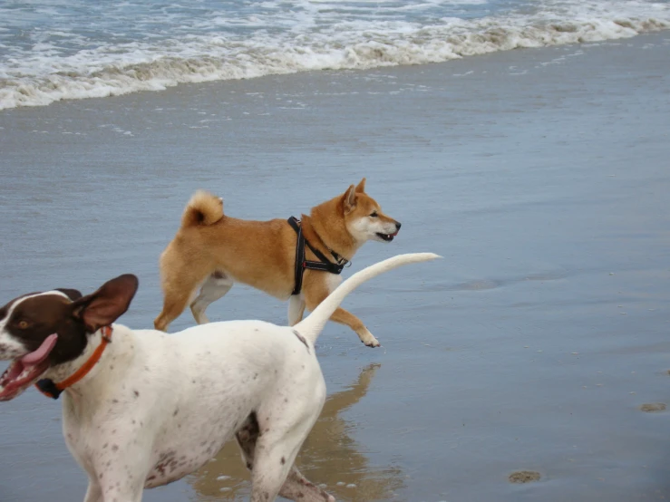 two brown and white dogs playing on the beach