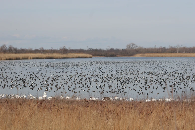 many ducks in the water near tall grass