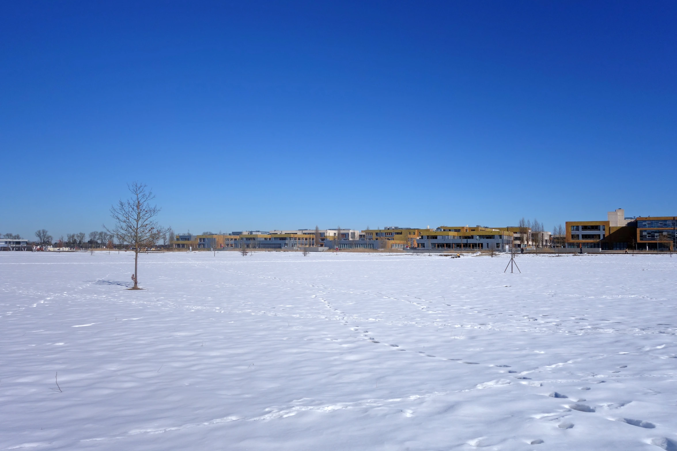 two buildings and two trees in the snow