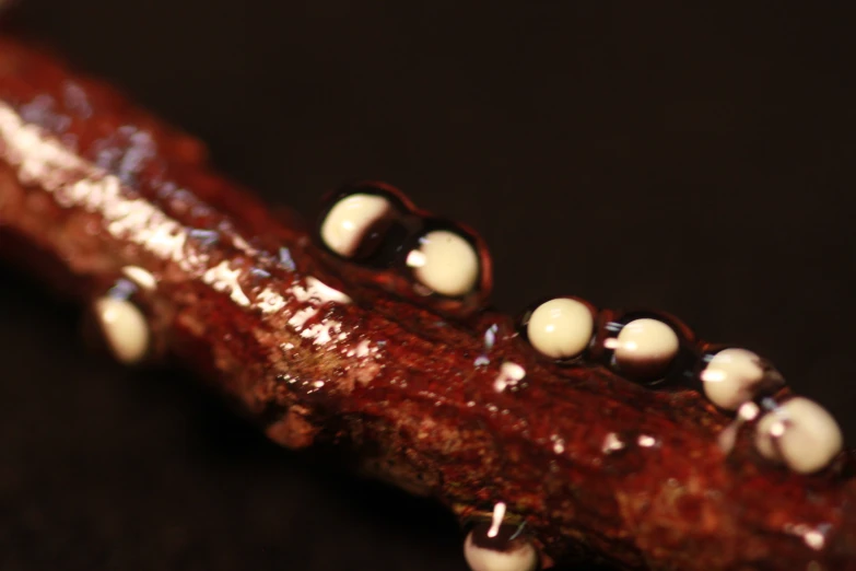 an extreme closeup picture of an animal foot with drops