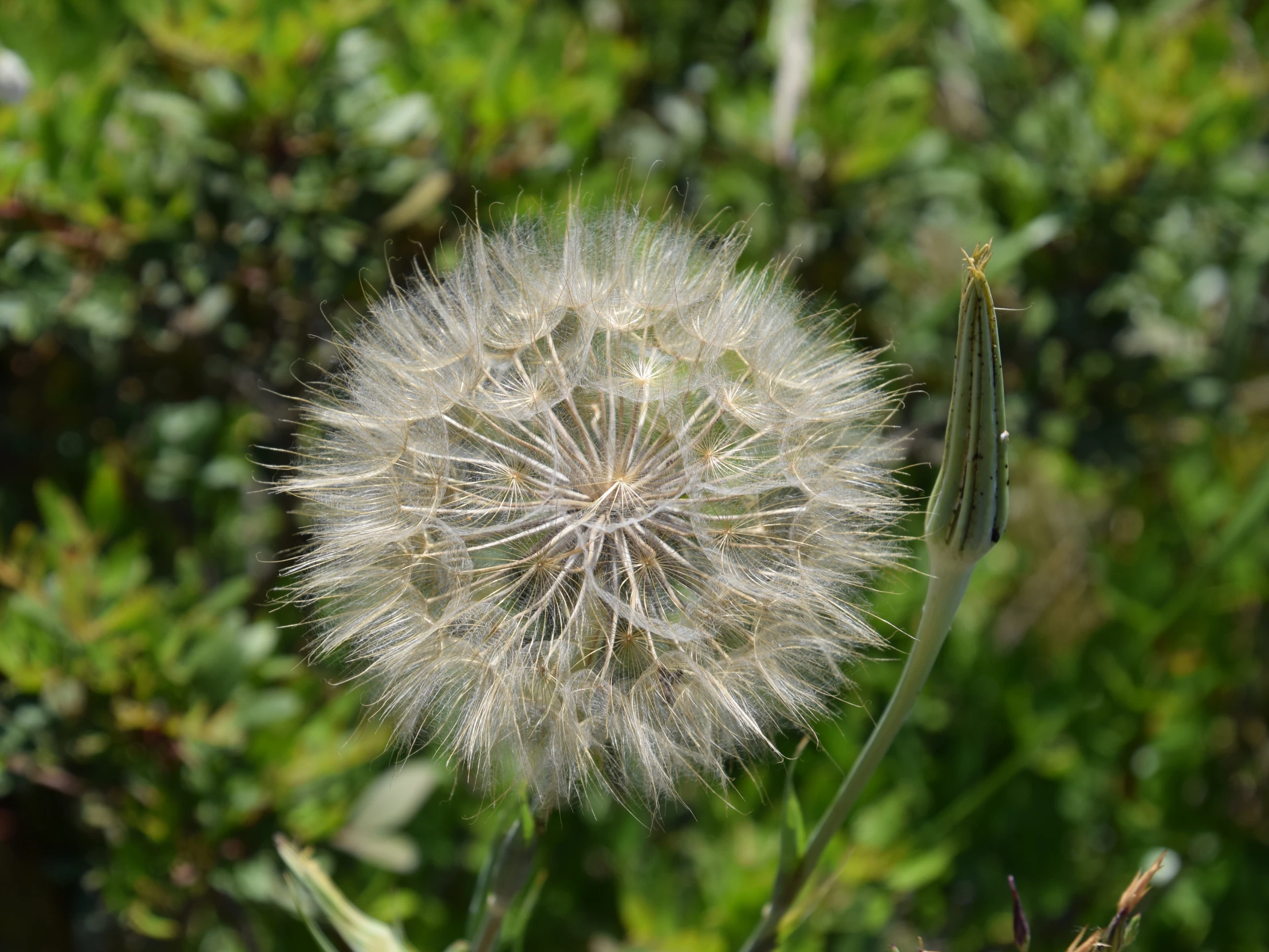 there is a dandelion in the green grass