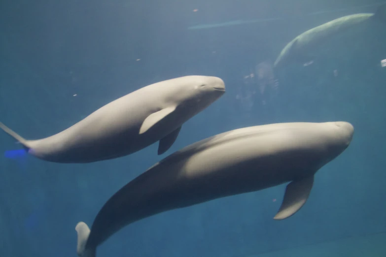 two dolphins swimming in an aquarium together